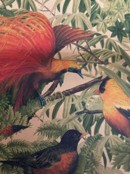 Tropisch vogels behang AS Creation 6954-37